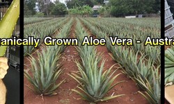 Explore the Uses of Aloe Vera for Dogs
