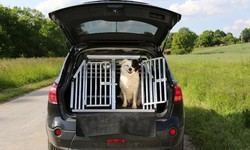 Ultimate Guide to Choosing and Installing Dog Boxes for Your Ute