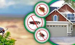 7 Techniques for Effective Domestic Pest Control in Jaipur