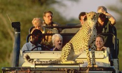 Embarking on trip to African Safari Journey: A Thrilling Adventure
