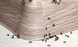 Reliable Solutions Ants Exterminator Services in Darien