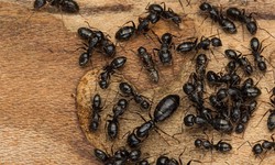 Expert Ants Exterminator Services in Darien Your Ultimate Solution