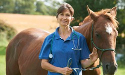Ensuring Financial Stability: A Comprehensive Guide to Equine Insurance for Horse Owners