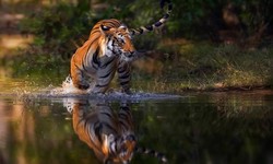 Beyond the Stripes: Wildlife Encounters in India's Tiger Reserves