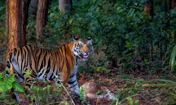 Roar & Capture: The Ultimate Guide to Tiger Safari Tours and Wildlife Photography in India