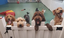 Choosing the Right Doggy Daycare: What to Look For: