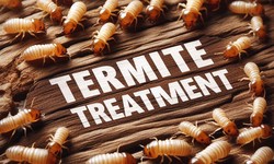 Know How to Shield Your Sydney Home: A Comprehensive Guide to Termite Treatment