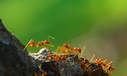 Ants Exterminators In Wilton Swift and Effective Ant Control Services