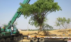 Essential Equipment for Tree Transplanting Services in Saudi Arabia