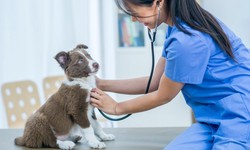Senior Pet Care: How Pet Insurance Can Support Aging Companions