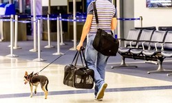 What Is Frontier Airlines Pet Policy