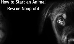 Are you looking for non profit organizations for animals?