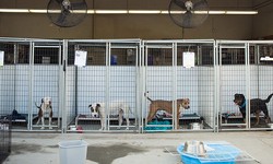Safety First: Ensuring a Secure Environment at Dog Boarding Facilities: