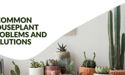 Common Houseplant Problems And Solutions