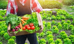 Exploring the Economic Benefits of Organic Farming Certification in India