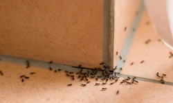 Ants Exterminator In Greenwich Solving Your Infestation Woes