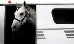 Guide For Horse Transporting in New Holland, Pennsylvania