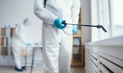 The Ultimate Guide to Effective Bed Bug Removal: Tips, Tricks, and Prevention