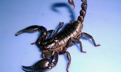 Comprehensive Best Scorpion Control Services for a Pest-Free Environment