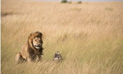 The Enchanting Wildlife Spectacle of Kenya: A Safari Adventure