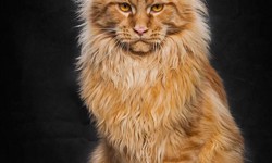 Discover the Charm of Orange Maine Coon Kittens at MasterCoons Cattery