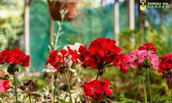 Floral Fantasies: Inspiring Flower Gardening Ideas in Jaipur