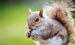 Squirrel Pest Control: Effective Strategies to Keep Your Home Rodent-Free