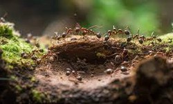 Ants Exterminator in Stamford Eliminating Your Ant Infestation Hassles