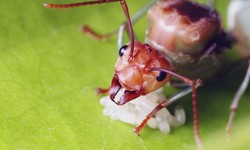 Ants Exterminator In New Canaan Services and Solutions