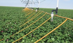 Innovative Techniques for Precision Vineyard Irrigation Management