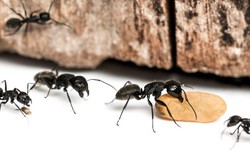 Ants Exterminator in Darien Effective Solutions for Eliminating Ant Infestations