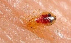 The Cost of Bed Bug Extermination: Is It Worth It?