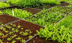 How can NPK fertilizer revolutionize your gardening efforts?