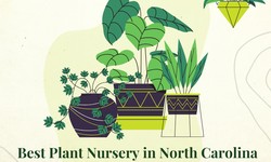 Expert Tips for Choosing the Best Plant Nursery in North Carolina