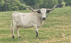 Tips for Buying Texas Longhorn Cows Safely and Successfully