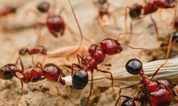 Ants Exterminator in Darien Reliable Pest Management Services