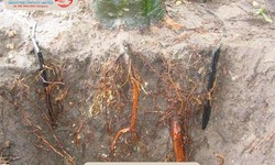 Protecting Your Landscape: The Complete Guide to Tree Root Barriers