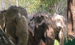 Full Day Ethical Elephant Sanctuary