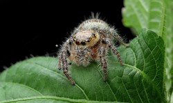 Effective Spider Exterminator Services: Keeping Arachnids at Bay