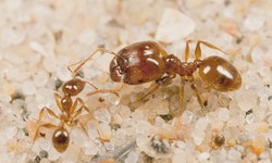 Effective Ant Exterminator in New Canaan Your Solution to Ant Infestation