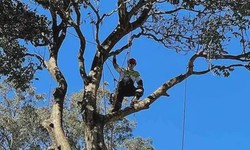 Boost Your Property's Health and Aesthetics with Professional Tree Lopping Services near Me