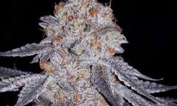 Choose for the Brilliant Humboldt Pound Cake Cannabis Seeds