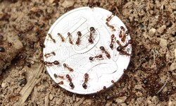 Ants Exterminator in Stamford Top Pest Management Team