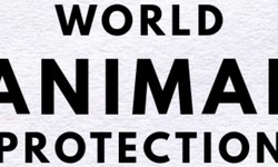 Everything you need to know about world animal protection organization