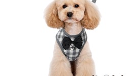 Finding the Perfect Harness for Your Pup: A Comprehensive Guide