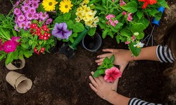Sowing Beauty: Expert Tips and Tricks for Flower Gardening in Jaipur