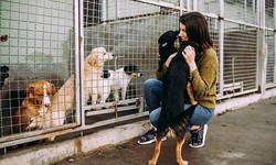 How to help animals in shelters and rescues