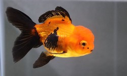 Why buy Goldfish online in the USA