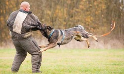 How Can a Lawyer Help You in the Case of an Animal Attack in Lancaster, PA?