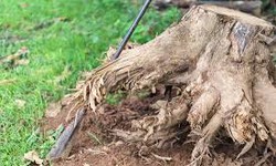 Enhancing Problem Solving: The Advantages of Stump Grinding